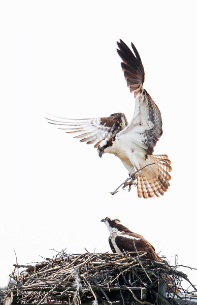 American Osprey