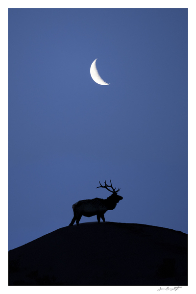 Night Watcher