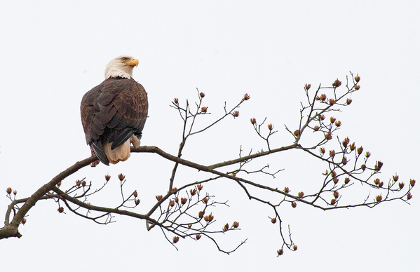 American Eagle
