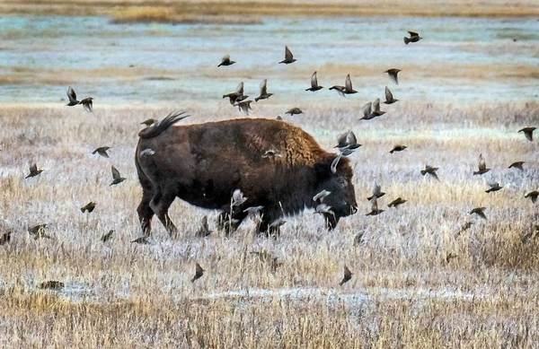 The Bison And The Birds