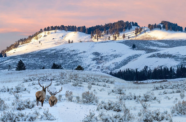 Wapiti Winter