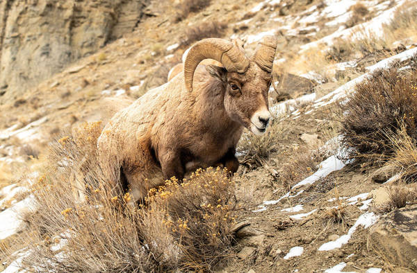 Ram/Valley of Fire