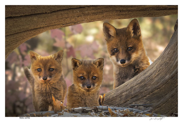 Mother and kits