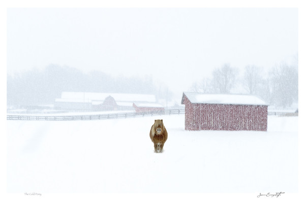The Cold Pony