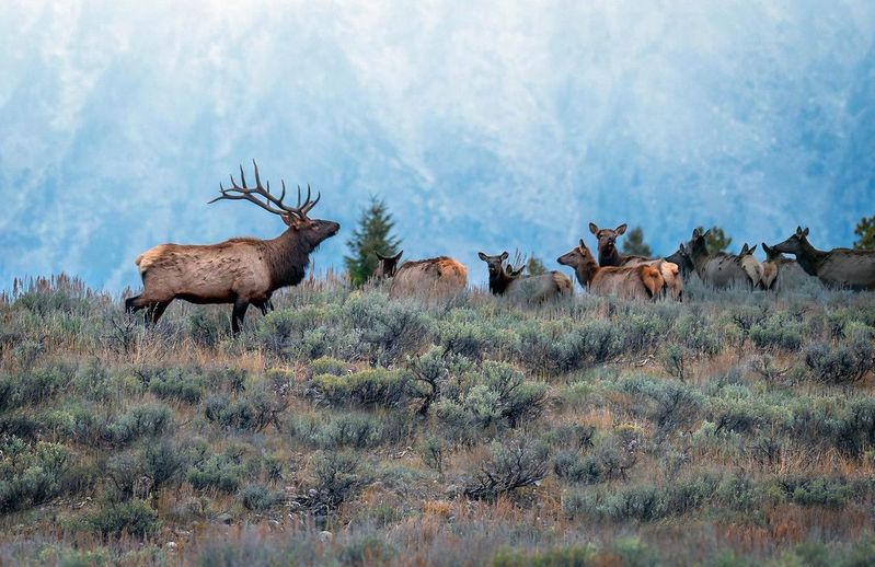 Bull Elk and his Harem