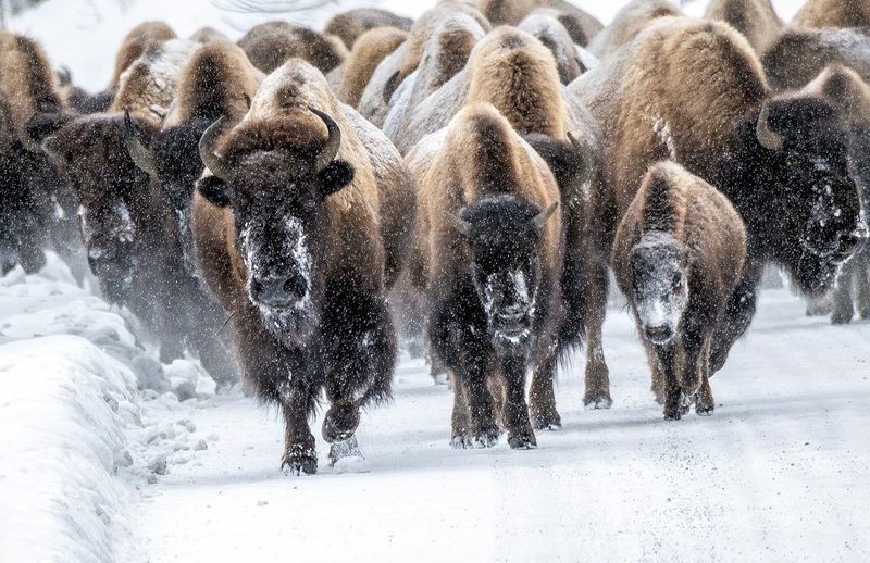 Bison in Snowfall