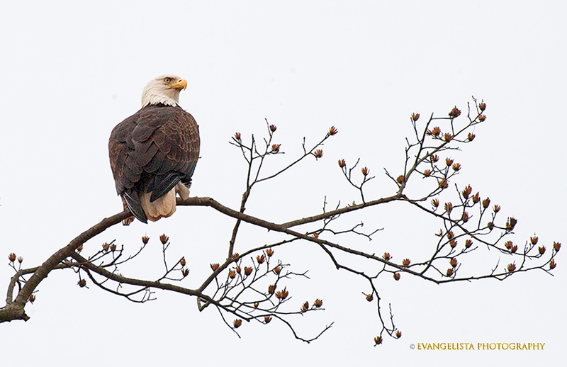 American Bald Eagle