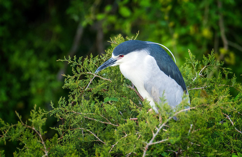 Night Heron