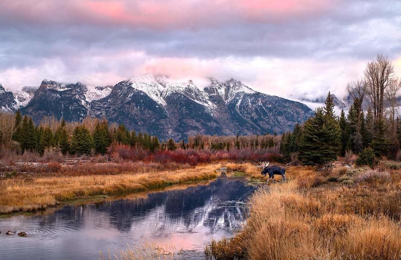 Moose at Sunrise