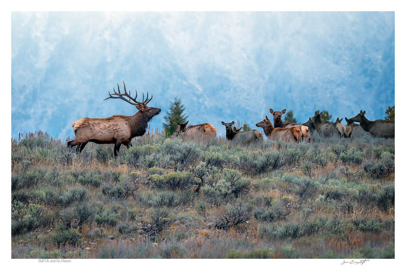 Bull Elk and his Harem
