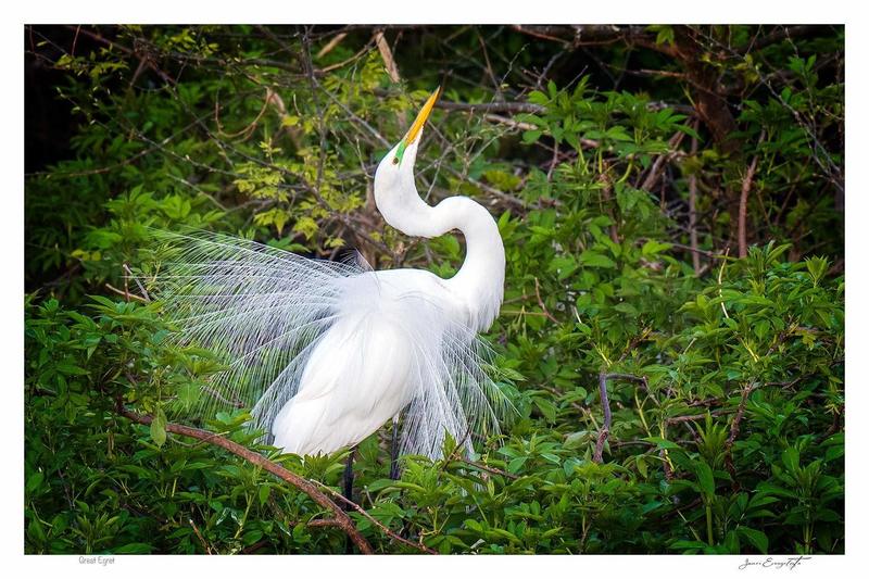 Great Egret