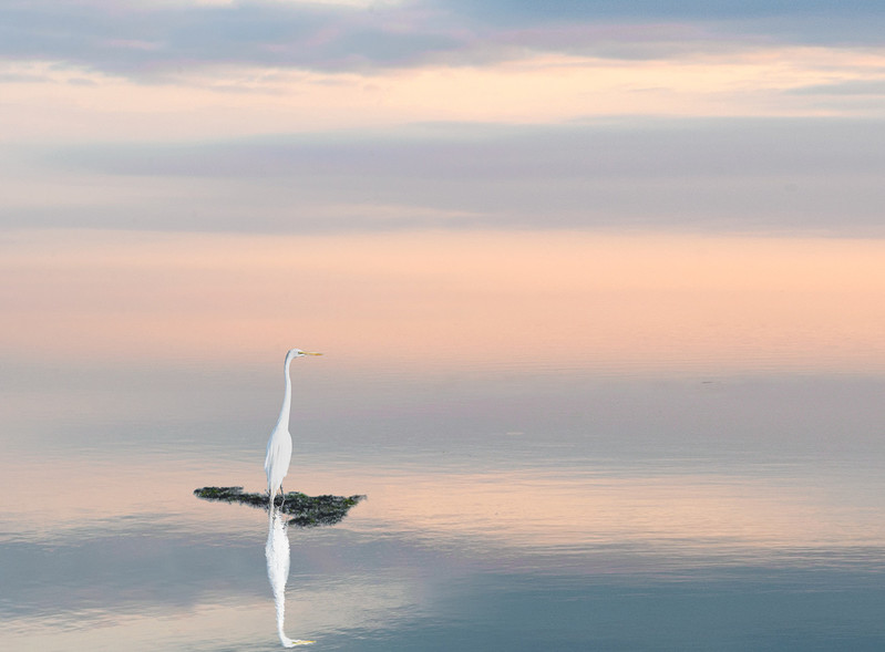 Snowy Egret