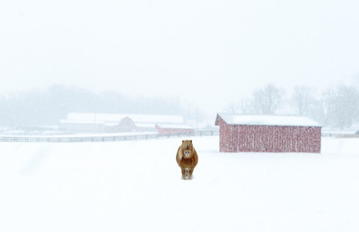 The Cold Pony