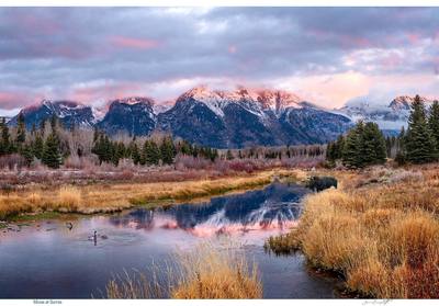 Moose At Sunrise