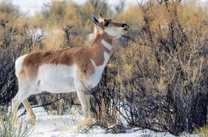 Antelope/Yellowstone