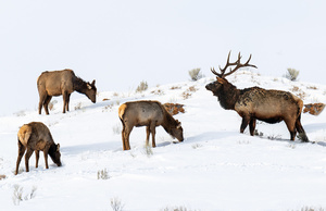 Winter Feeding 