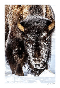 Snowy Bison