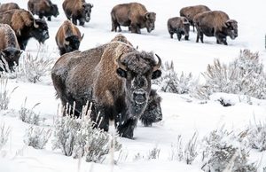 Bison Migration