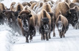 Bison in Snowfall