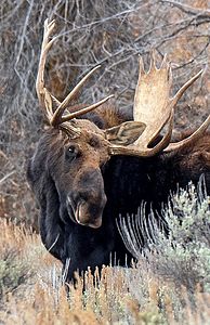 Moose/Grand Tetons