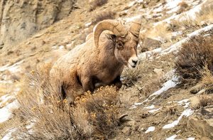 Ram/Valley of Fire