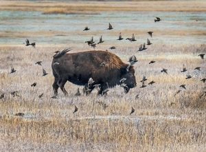 The Bison and the Birds