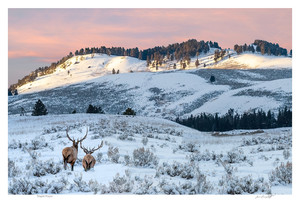 Wapiti Winter