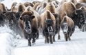 Bison in Snowfall