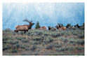 Bull Elk and his Harem